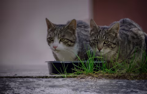 Two cats in the grass