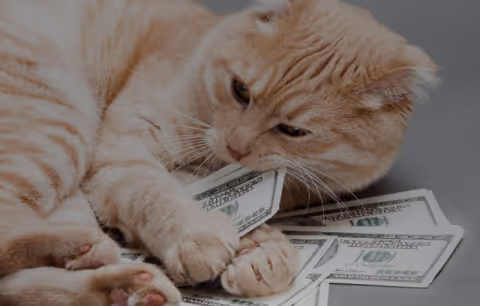 A cat with money